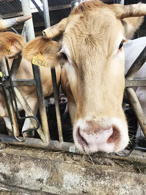 elevage blonde d aquitaine - ferme du maneo languidic