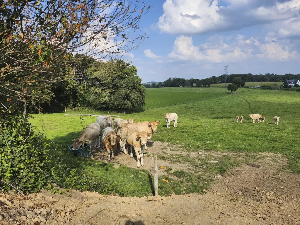 vente de colis viande blonde d aquitaine - ferme du maneo languidic