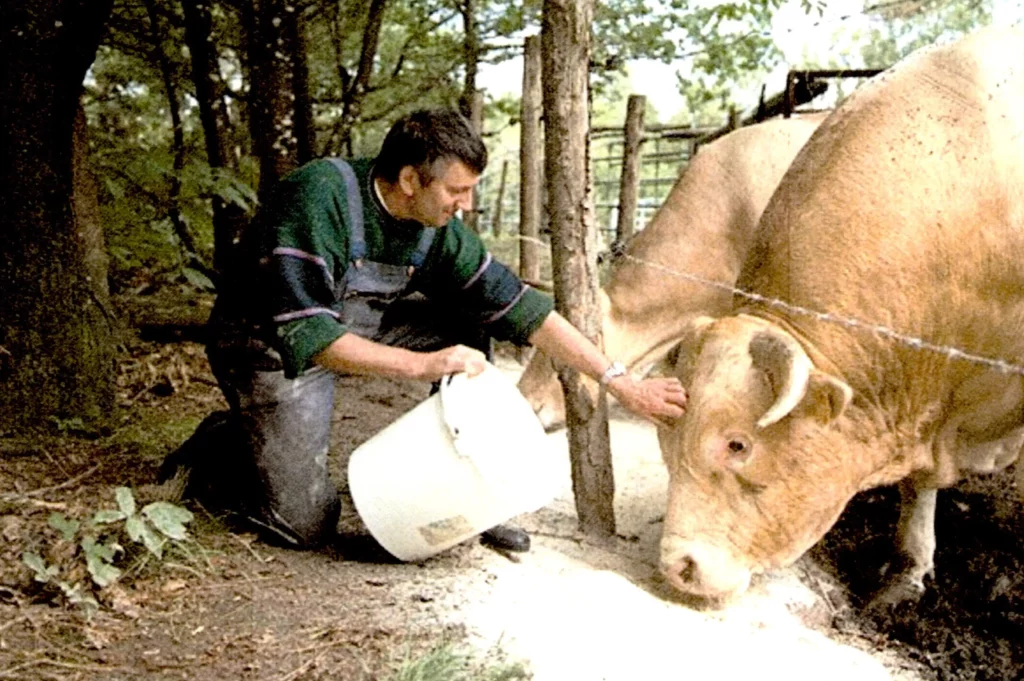 Éleveur de blonde d'aquitaine dans le morbihan