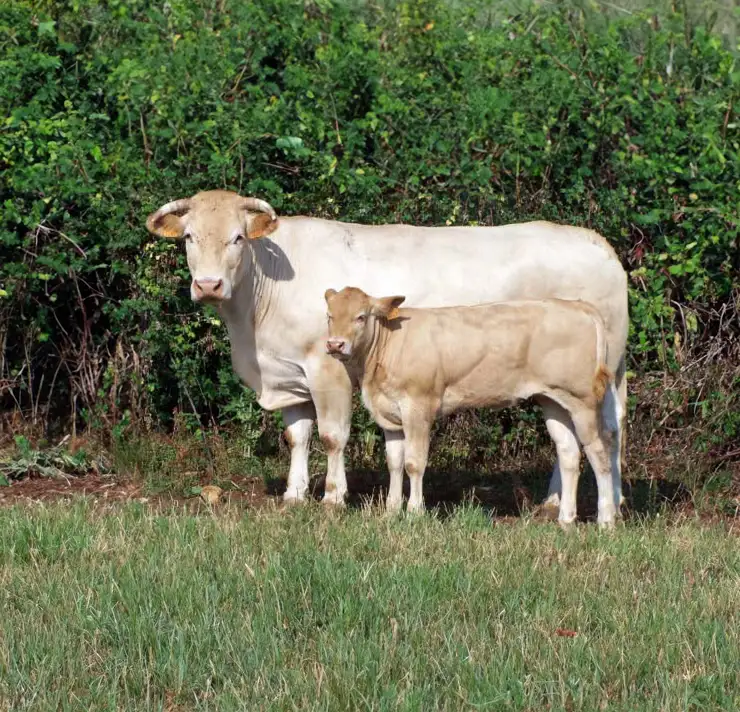 vente directe viande blonde aquitaine et veau